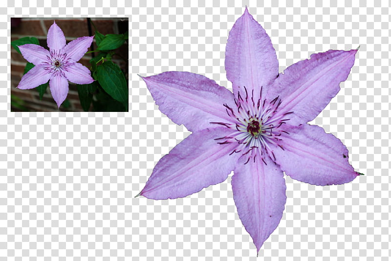 Clematis Blossom, purple petaled flower transparent background PNG clipart