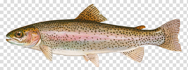 fish fish brown trout trout salmon, Cutthroat Trout, Salmonlike Fish, Coastal Cutthroat Trout, Bonyfish, Rayfinned Fish transparent background PNG clipart