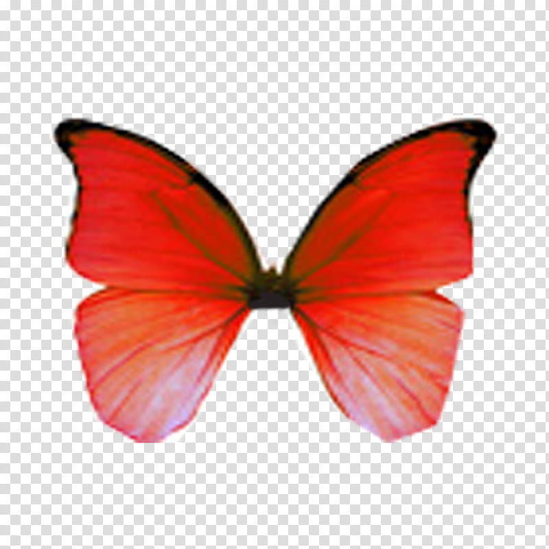 Mariposas, red butterfly transparent background PNG clipart