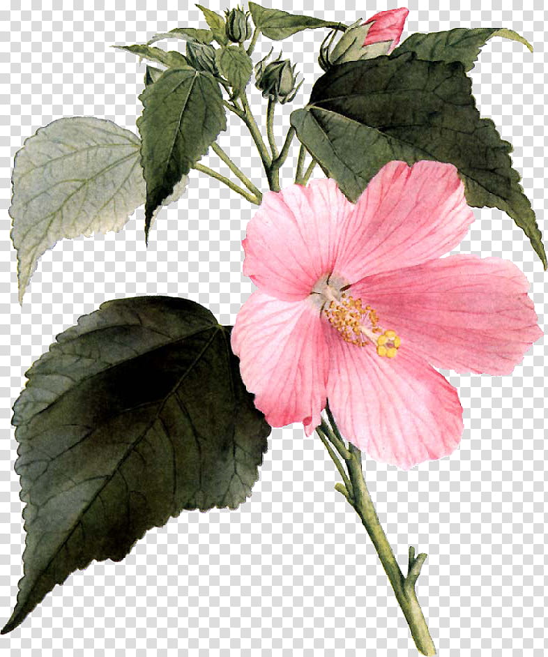 flower plant petal hawaiian hibiscus pink, Chinese Hibiscus, Swamp Rose Mallow, Mallow Family, Impatiens, Perennial Plant transparent background PNG clipart