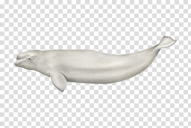 Polar Bear, Beluga Whale, Whales, Killer Whale, Cetaceans, Toothed Whale, Cetacean Stranding, Fin Whale transparent background PNG clipart