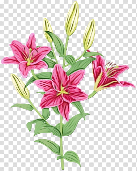 flower flowering plant lily plant stargazer lily, Watercolor, Paint, Wet Ink, Pink, Petal, Cut Flowers, Lily Family transparent background PNG clipart