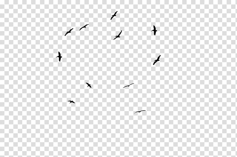 Cartoon Bird, Line, Bird Migration, Angle, Beak, Sky, White, Flock transparent background PNG clipart