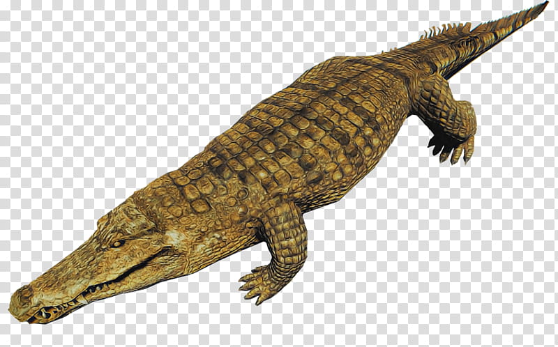 reptile crocodile crocodilia saltwater crocodile american crocodile, Alligator, Nile Crocodile, Animal Figure, American Alligator, Gharial, Scaled Reptile transparent background PNG clipart