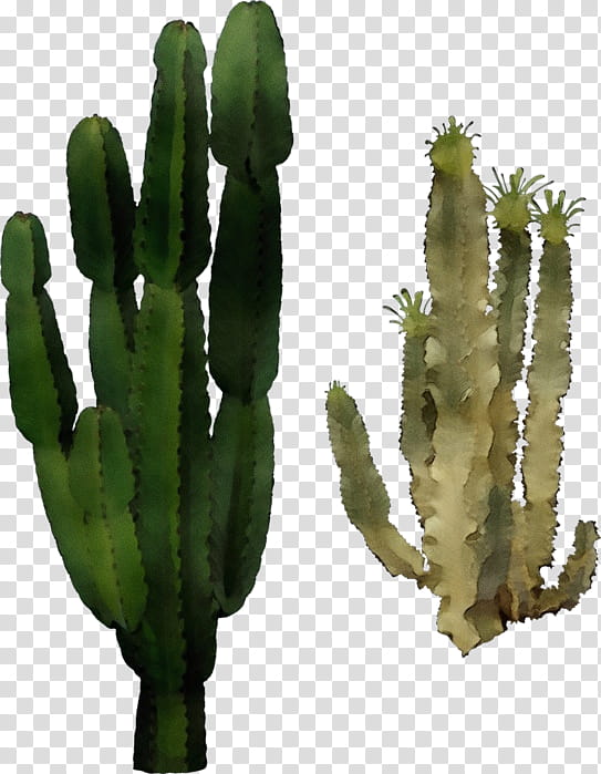 Watercolor Flower, Paint, Wet Ink, Cactus, Saguaro, San Pedro Cactus, Plants, Echinopsis Oxygona transparent background PNG clipart