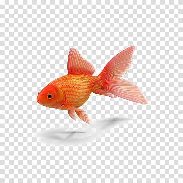 Cartoon Animals, Common Goldfish, Book, Childrens Literature, Fin, Orange, Feeder Fish, Tail transparent background PNG clipart