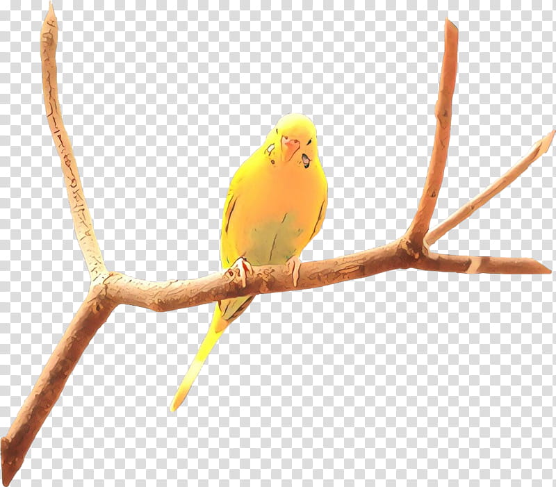 bird beak branch budgie atlantic canary, Yellow, Twig, Parrot, Parakeet, Songbird, Finch, Perching Bird transparent background PNG clipart