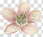 pink and grey flower illustration transparent background PNG clipart