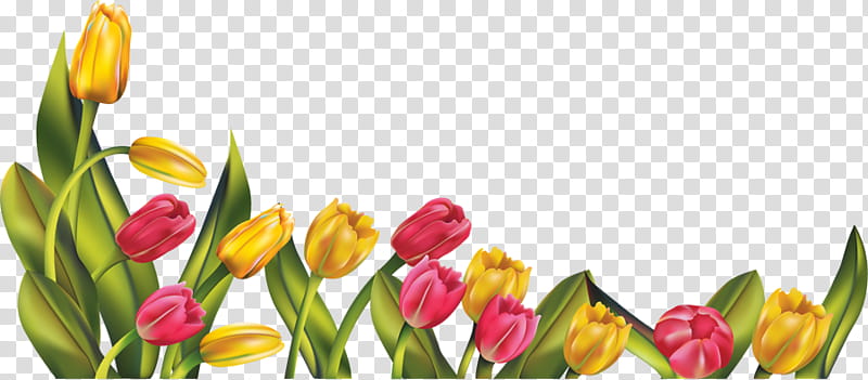 RES Tulip Border, yellow and pink tulip flowers illustration transparent background PNG clipart
