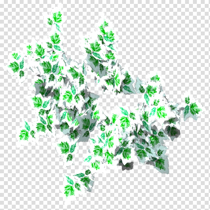 Hedera Canari Okamezuta TIF, white-and-green leaves illustration transparent background PNG clipart