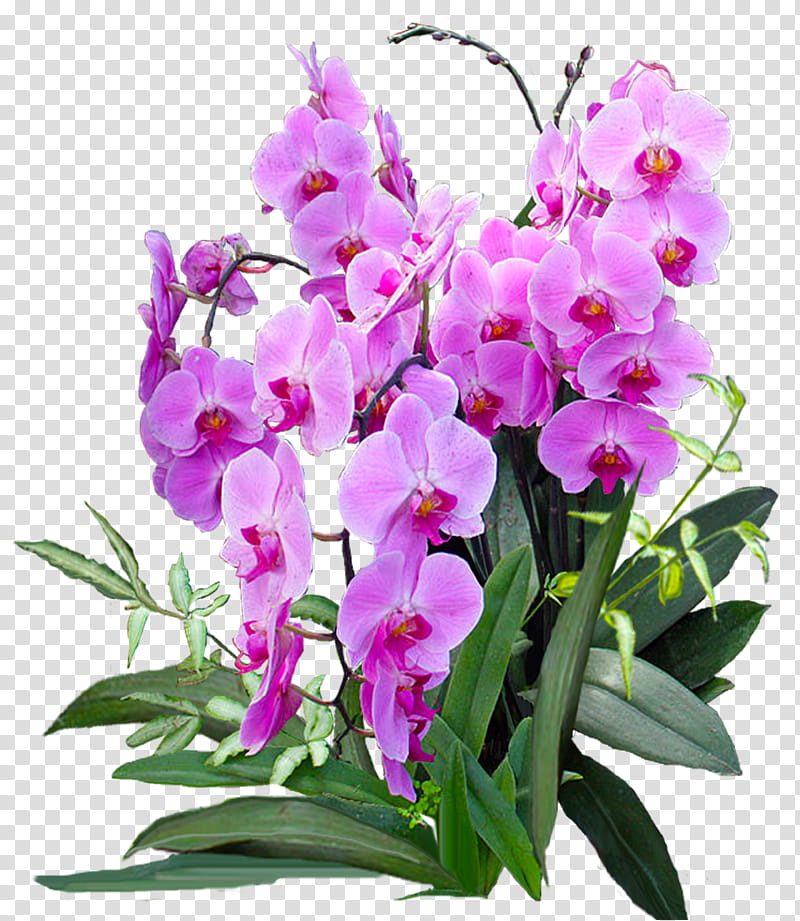 Flowers , purple moth orchid transparent background PNG clipart