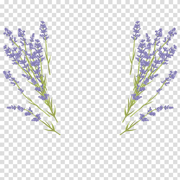 Wedding Flower, Lavender, Wedding Invitation, Drawing, Plant, English Lavender, Lavandula Dentata, Violet transparent background PNG clipart