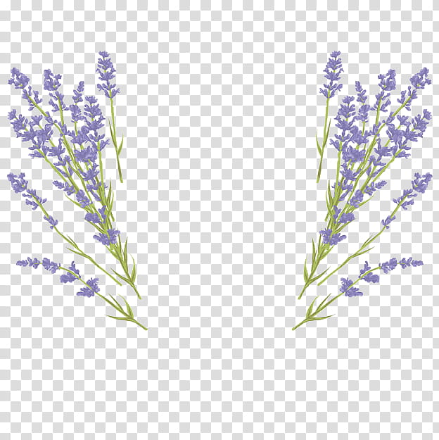 Lavender Flower, English Lavender, Common Sage, Rose, Rosemary