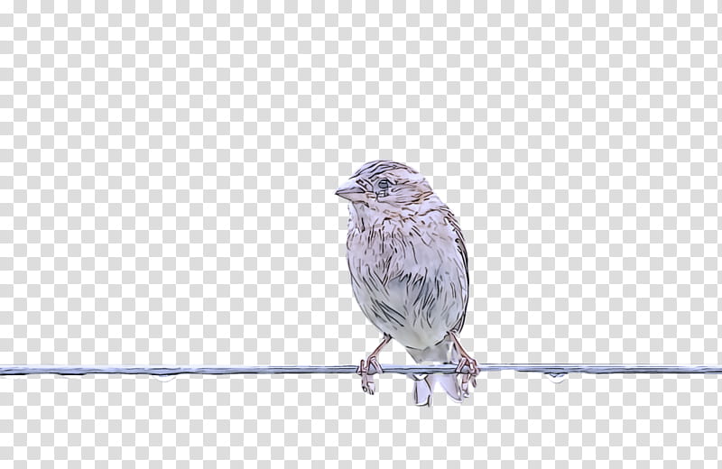 bird beak house finch finch perching bird, Branch, Songbird, Barbed Wire, Sparrow, Twig transparent background PNG clipart