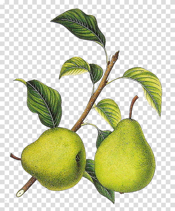 Book Illustration, Pear, Fruit, Botanical Prints, Lithography, Printing, Avocado, Drawing transparent background PNG clipart