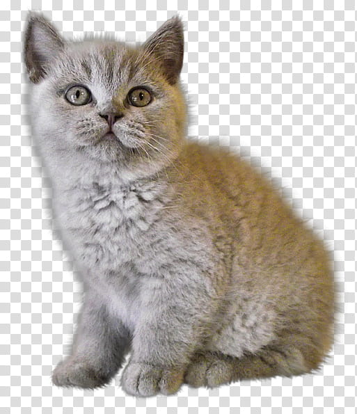 High Quality  Cats , gray Persian cat illustration transparent background PNG clipart