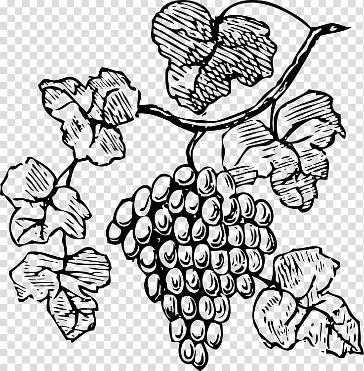 Drawing Of Family, Grape, Wine, Fruit, Berries, Grapevines, Green Grapes, Raisin transparent background PNG clipart