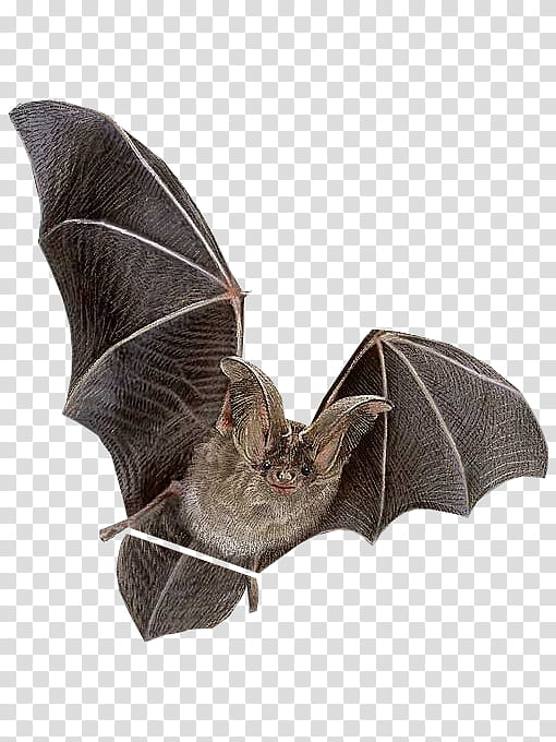 Halloween, black flying bat transparent background PNG clipart