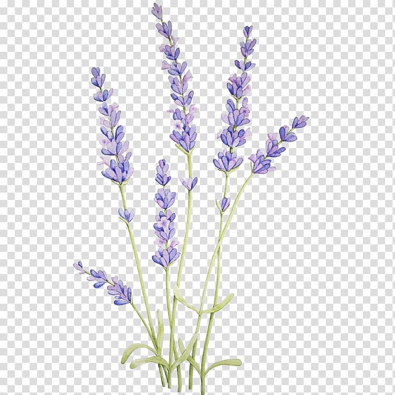 Lavender, Flower, Flowering Plant, English Lavender, Lavandula Dentata, Purple, Fernleaf Lavender, Hyssopus transparent background PNG clipart