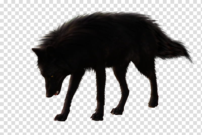 BlackWolf, black wolf standing transparent background PNG clipart