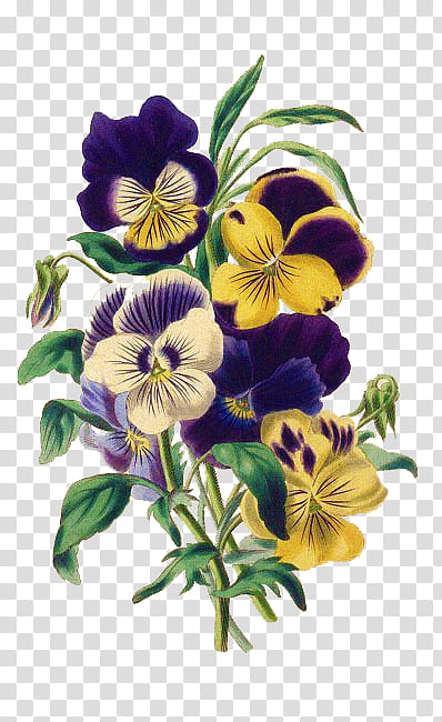 Flores, yellow and purple flowers transparent background PNG clipart