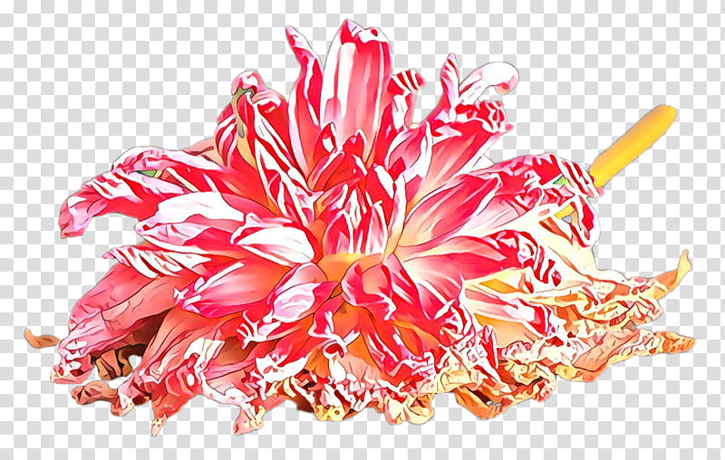 pink plant flower protea family transparent background PNG clipart