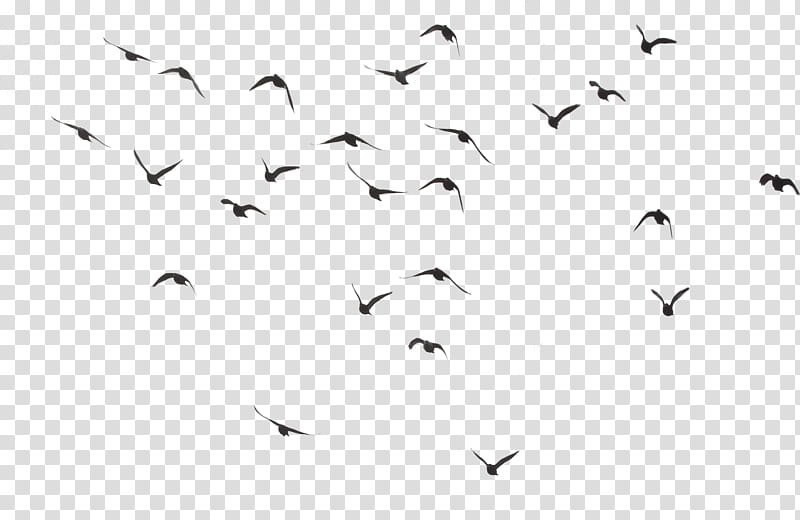 HALINDE BRUSHLARIM, Bird() icon transparent background PNG clipart