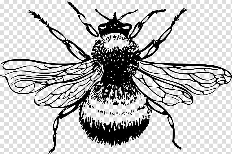 Honey, Bee, Insect, Drawing, Line Art, European Dark Bee, Honey Bee, Bombus Lucorum transparent background PNG clipart