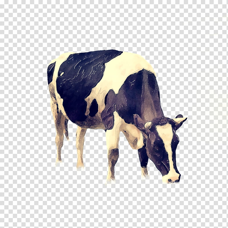 Cow, Angus Cattle, Holstein Friesian Cattle, Dairy Cattle, Beef Cattle, Grazing, Live, Live Show transparent background PNG clipart