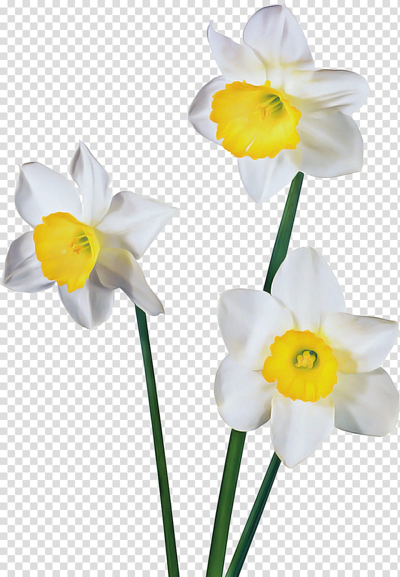 Flowers, Cut Flowers, Plant Stem, Narcissus, Yellow, Petal, Plants, Amaryllis Family transparent background PNG clipart