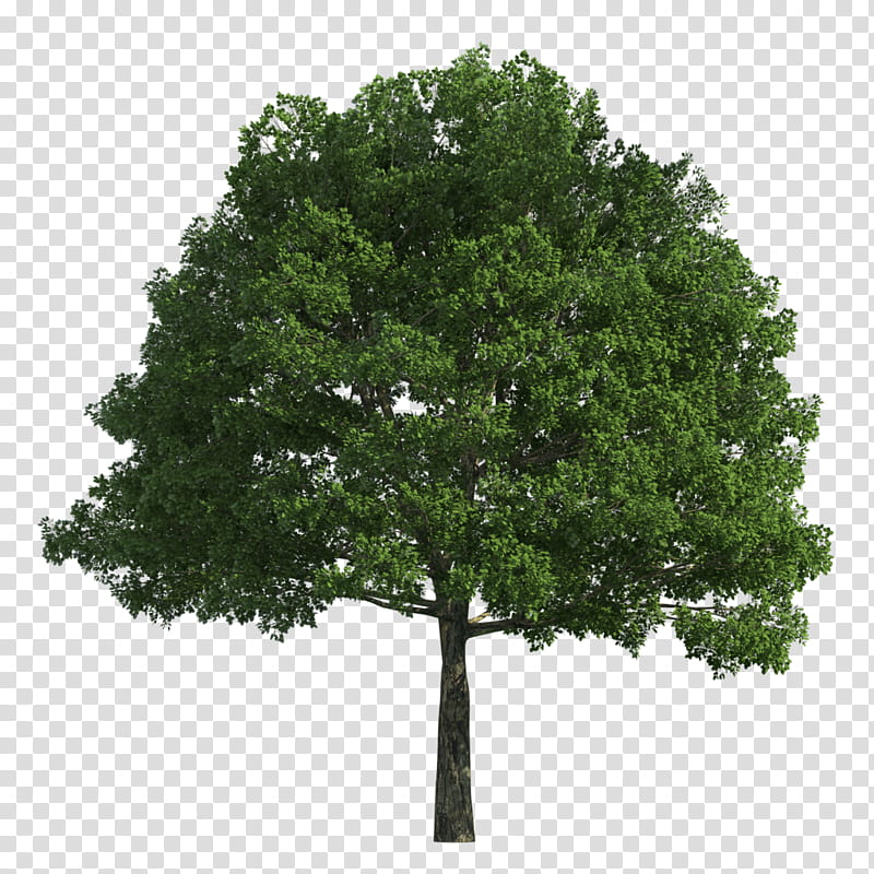Family Tree Drawing, Oak, Shrub, Tree Planting, Acer Japonicum, Evergreen, Aspen, White Oak Tree transparent background PNG clipart