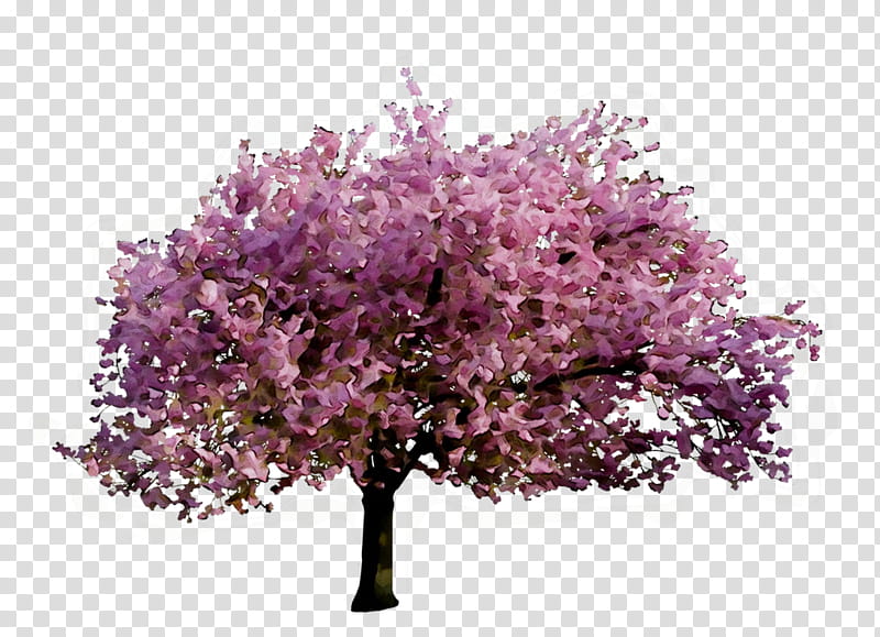 Cherry Blossom Tree, Stau150 Minvuncnr Ad, Shrub, Amusement Park, Gastronomy, Hotel, Shopping Centre, Miniature Golf transparent background PNG clipart