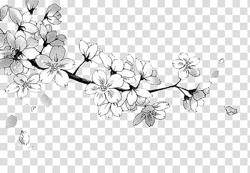 Flowers Draw ByunCamis, white petaled flowers illustration transparent background PNG clipart