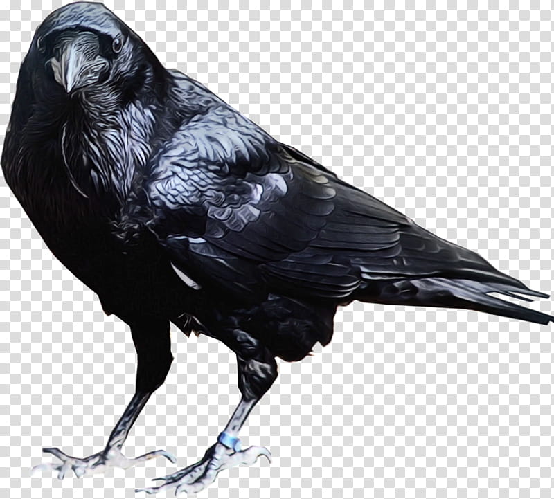 Cartoon Bird, Common Raven, Crow, Fish Crow, New Caledonian Crow, Beak, Crowlike Bird, Rook transparent background PNG clipart