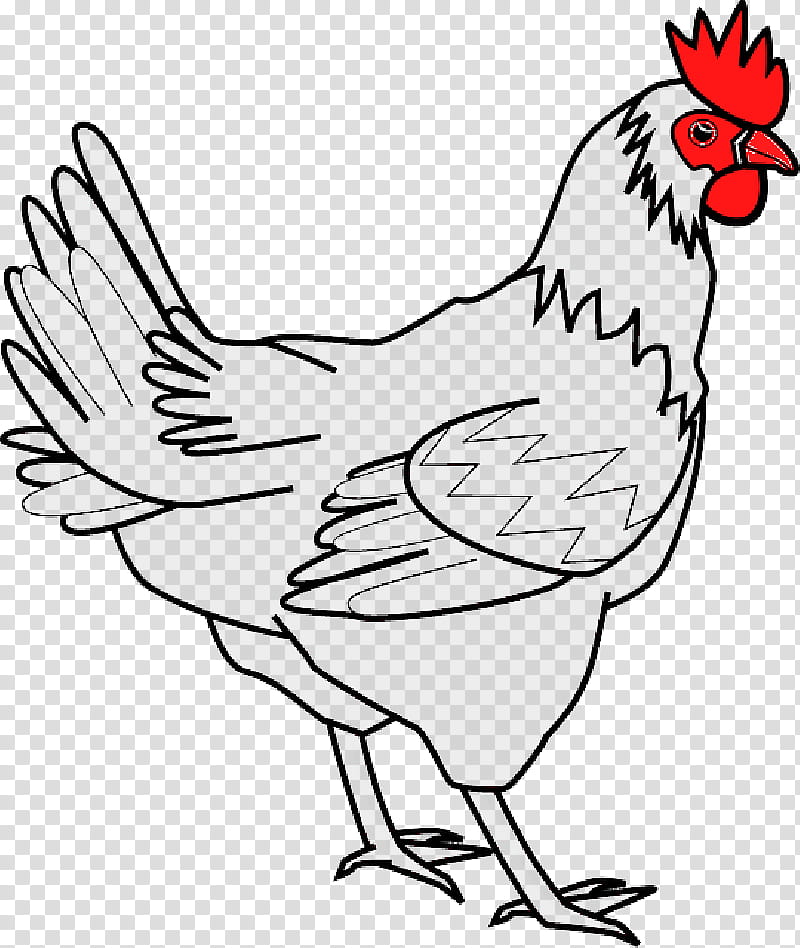 Bird Line Drawing, Silkie, Buffalo Wing, Cornish Chicken, Blue Foot Chicken, Delaware Blue Hen, Poultry, Rooster transparent background PNG clipart