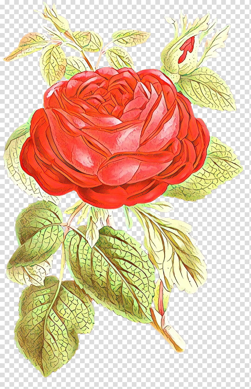 Wedding Flower, Garden Roses, Cabbage Rose, Plants, Magazine, Red, Rose Family, Cut Flowers transparent background PNG clipart