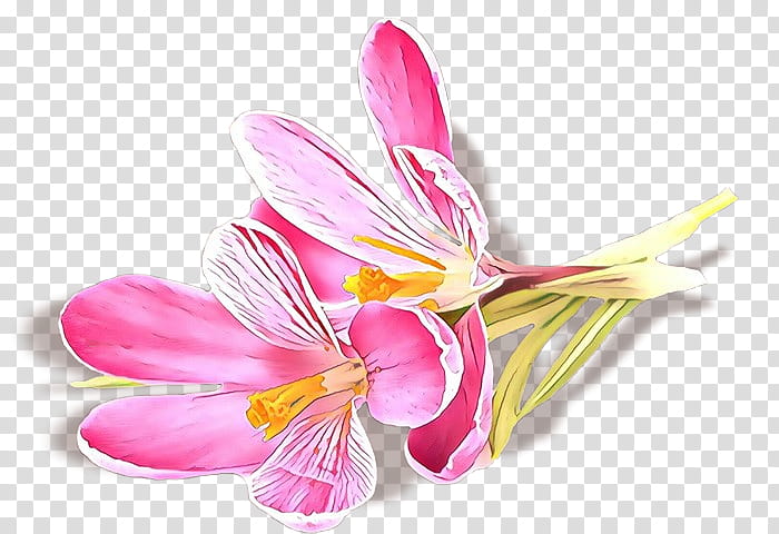 flower petal pink plant cut flowers, Cartoon, Peruvian Lily, Lily Family transparent background PNG clipart