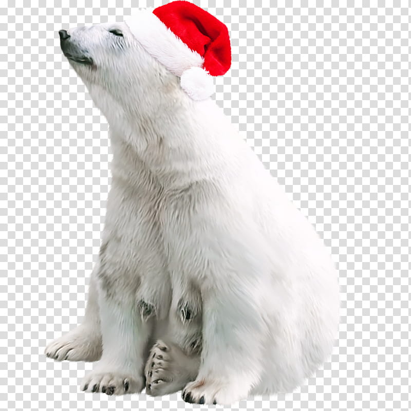 Polar Bear, Brown Bear, Christmas Day, Bears, Animal, Holiday, Cuteness, Statue transparent background PNG clipart