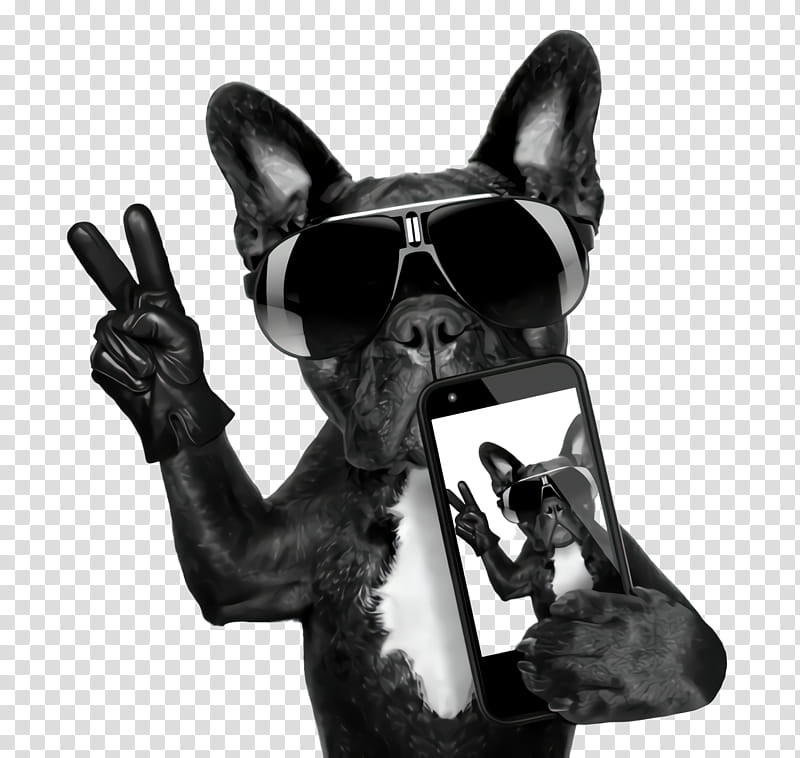 French bulldog, Boston Terrier, Snout, Nonsporting Group, Dog Breed, Hand, Gesture transparent background PNG clipart