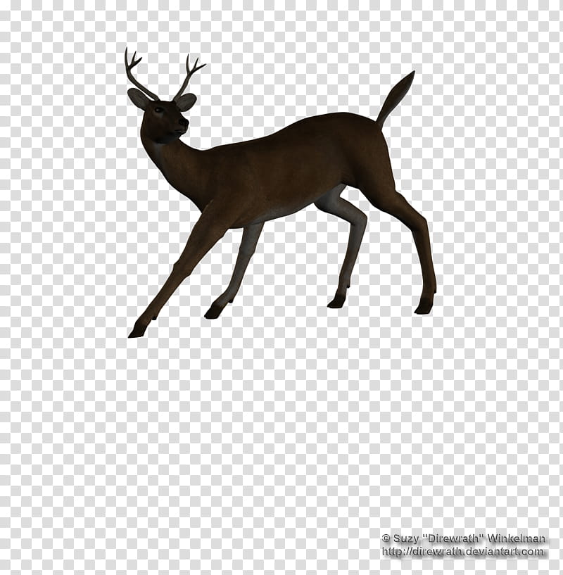 Young Buck  transparent background PNG clipart