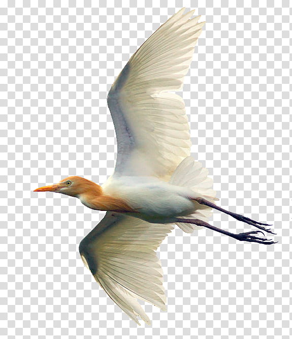 Egrets , cattle egret flying illustration transparent background PNG clipart