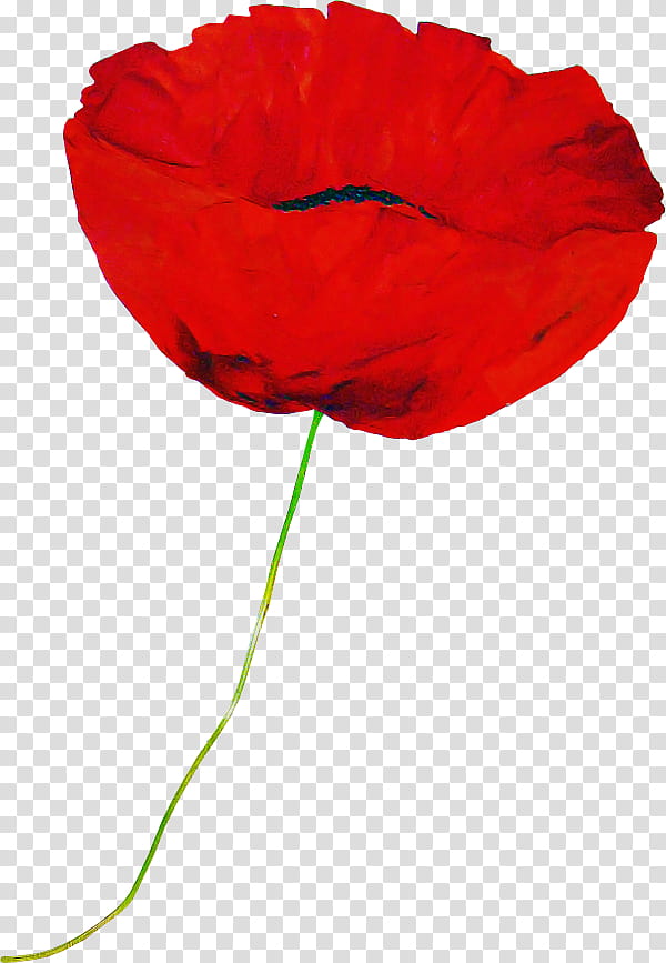 red flower coquelicot petal corn poppy, Leaf, Plant, Poppy Family, Oriental Poppy transparent background PNG clipart