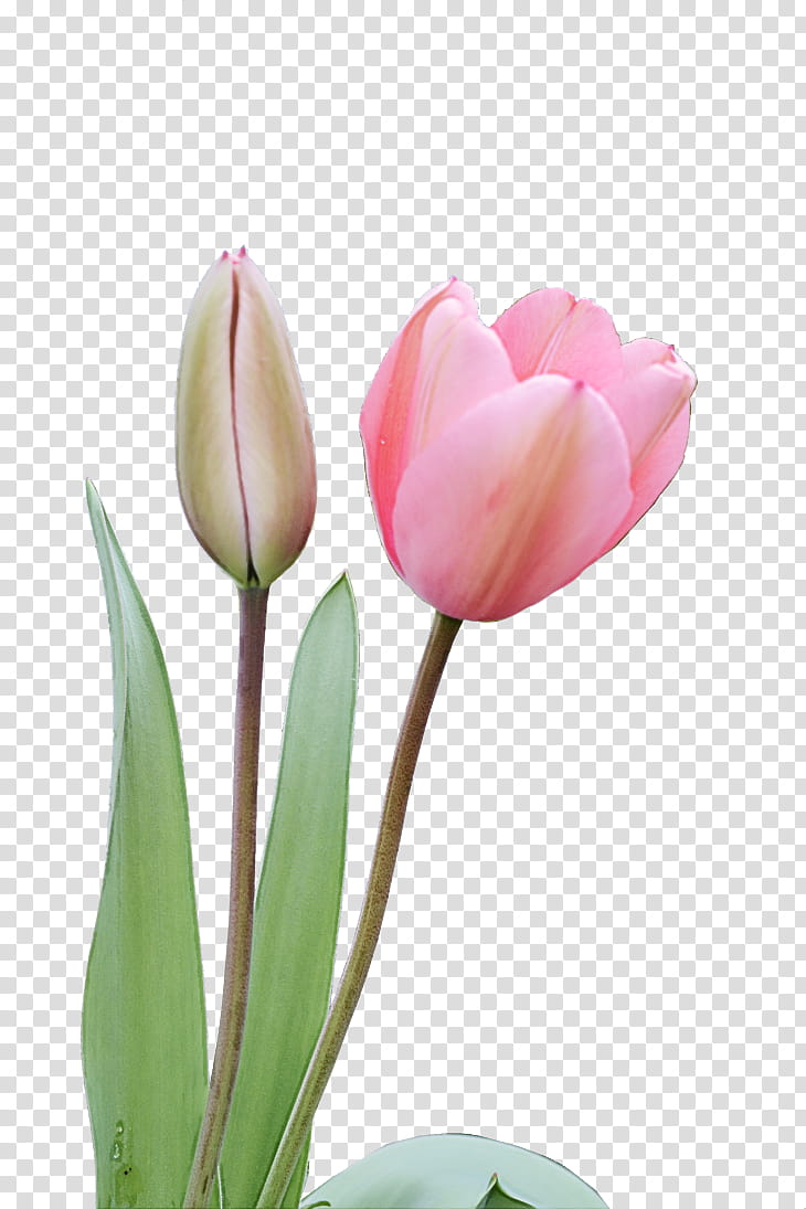 flower petal tulip plant pink, Bud, Tulipa Humilis, Lady Tulip transparent background PNG clipart