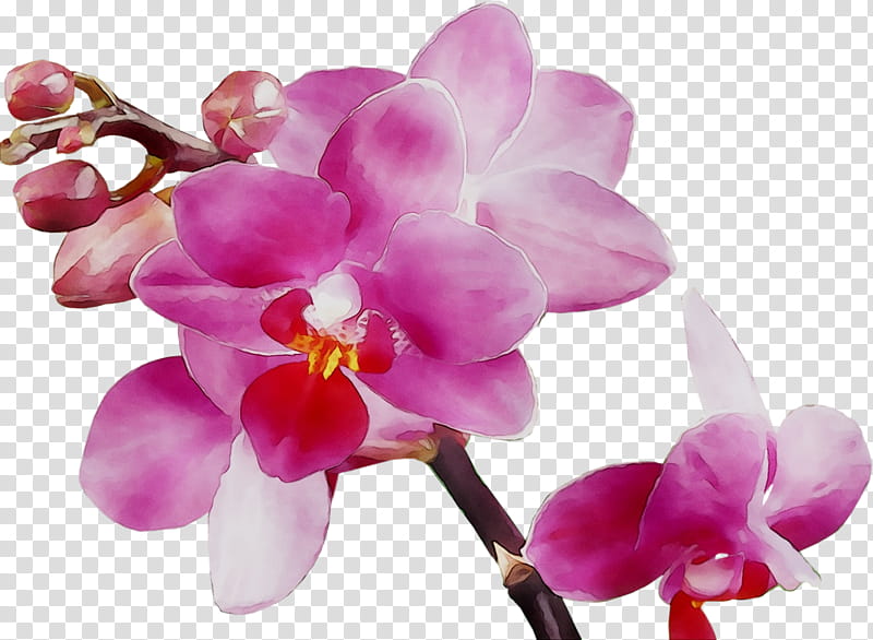 Pink Flower, Moth Orchids, Petal, Violet, Plant, Purple, Cut Flowers, Lilac transparent background PNG clipart