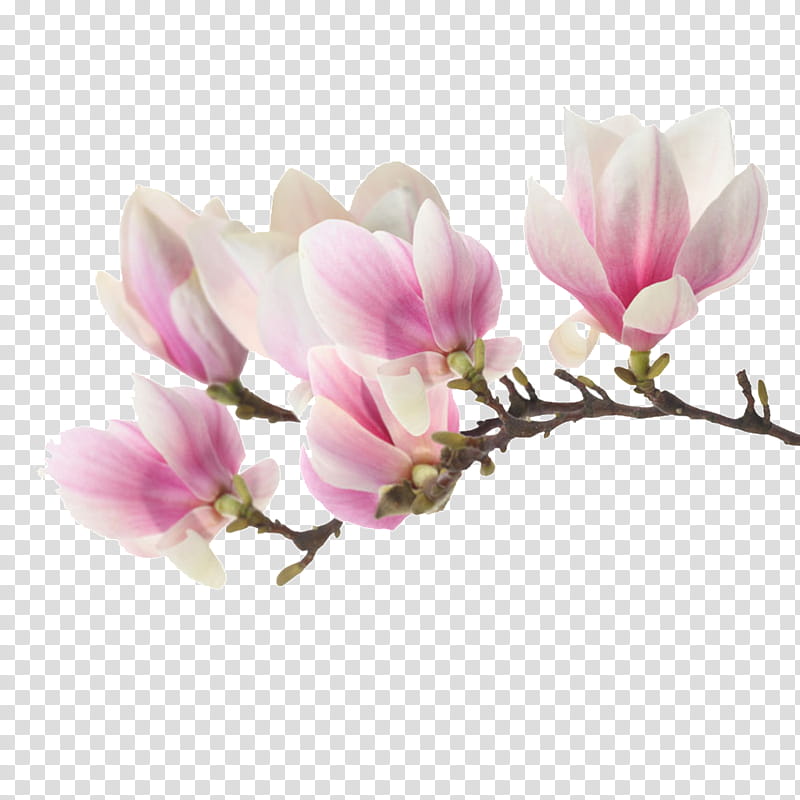 Drawing Of Family, Magnolia, Poster, Garden, Painting, Flower, Plant, Blossom transparent background PNG clipart