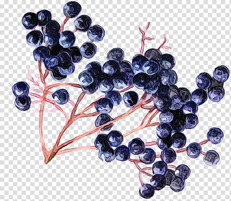 Family Tree, Grape, Blueberry, Bilberry, Huckleberry, Superfood, Fruit, Plant transparent background PNG clipart