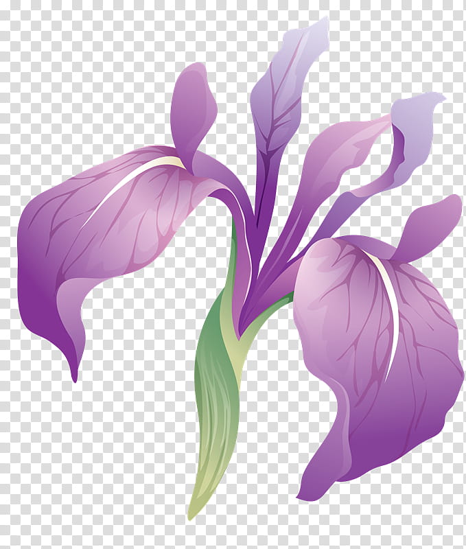 Flowers, Irises, Gimp, Rainbow, Painting, Cut Flowers, Plants, Blog transparent background PNG clipart