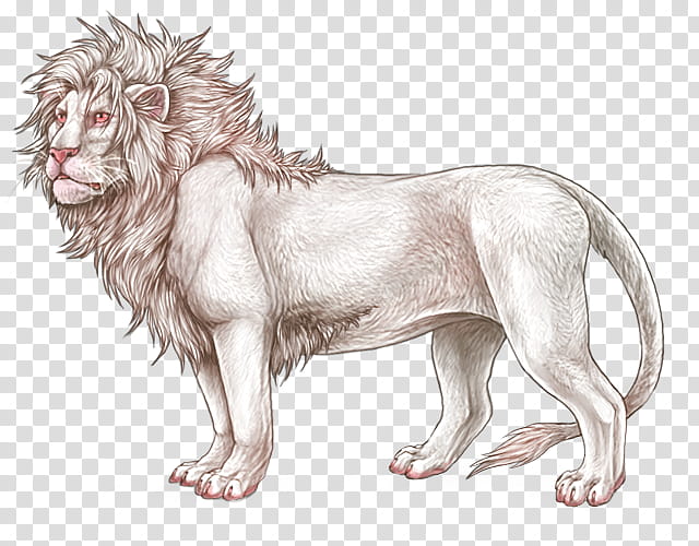 Dog And Cat, Lion, Drawing, Paw, Line Art, Roar, Piebald, Animal Figure transparent background PNG clipart