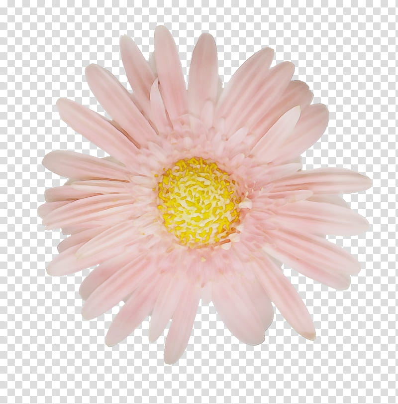 Drawing Of Family, Common Daisy, Chamomile, Transvaal Daisy, Chrysanthemum, Flower, Net, Mobi transparent background PNG clipart