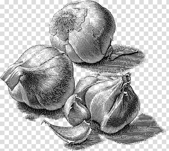 Pencil, Drawing, Scratchboard, Paper, Woodcut, Garlic, Artist, Vegetable transparent background PNG clipart